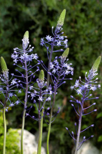 Voorjaarsbloeiende bloembollen planten - Scilla 'Blue Arrow'