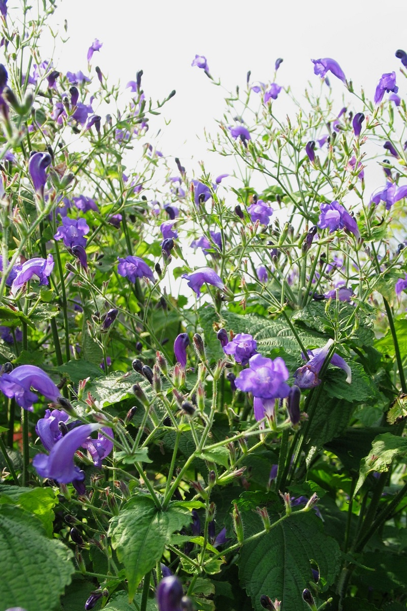 nazomerbloeiers - kleur - trompetkruid - Strobilanthes rankanensis