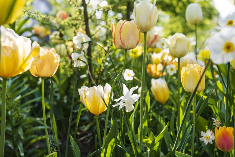 bloeiende tulpen - lentebloeiers - geef bloembollen een boost