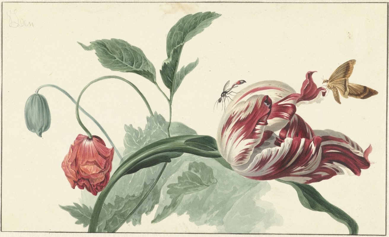 Tulp en een papaver, Willem van Leen (toegeschreven aan), 1763 - 1825
