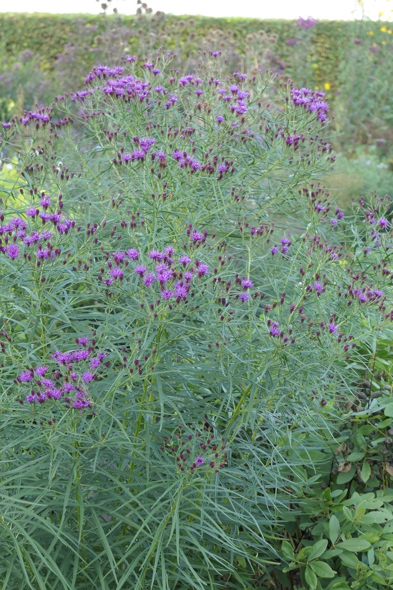 De Hessenhof - nazomerbloeiers - ijzerkruid - Vernonia lettermanniii