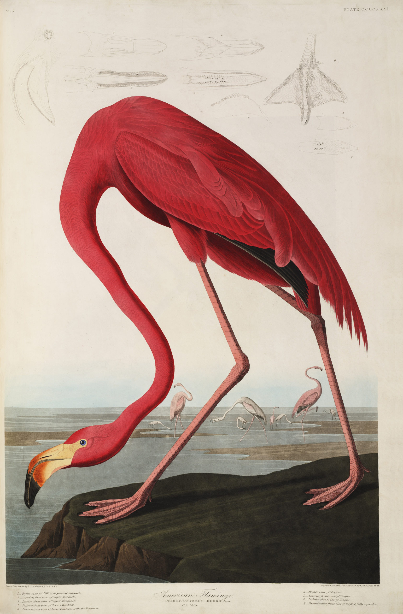 De mooiste vogelafbeeldingen uit de uitgebreide collectie van Teylers Museum zien? Dat kan tijdens de tentoonstelling ‘Vogelpracht’.