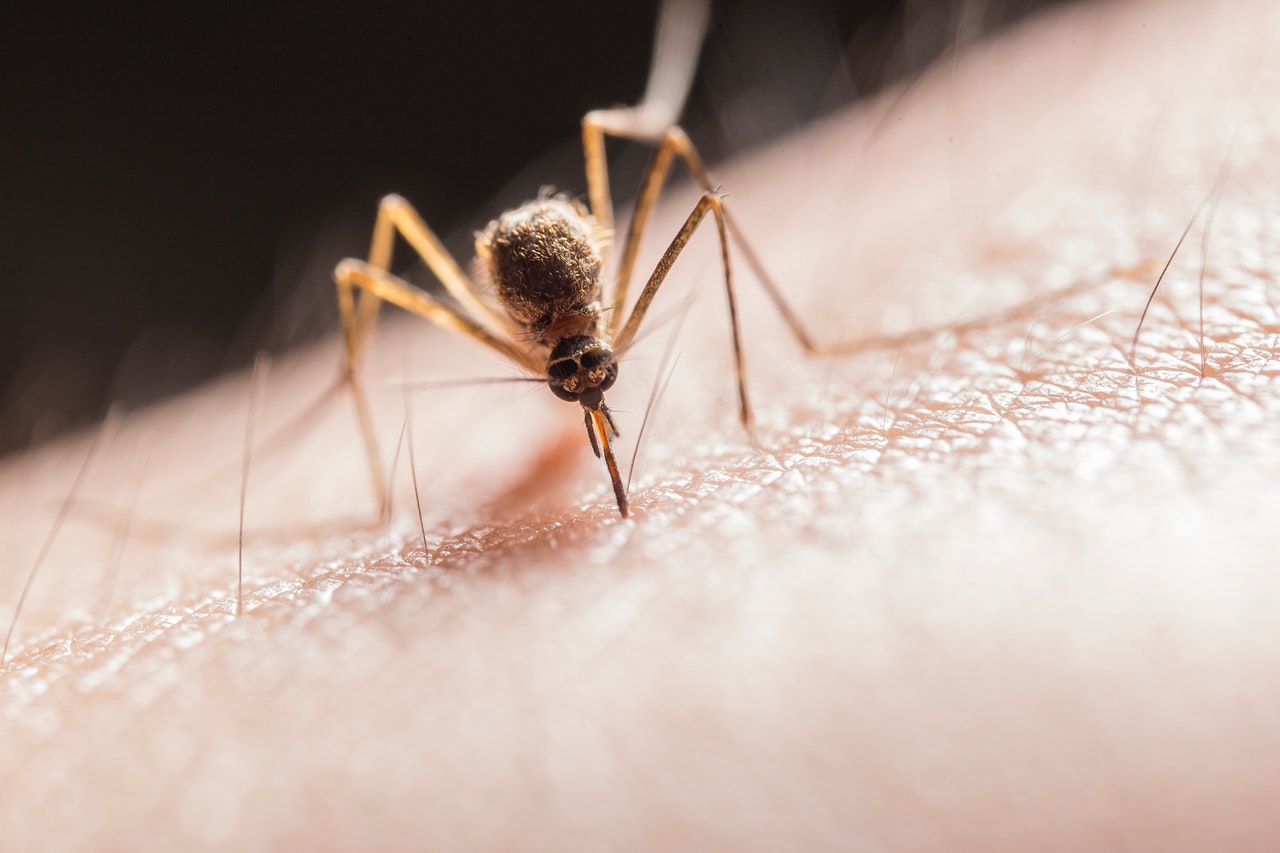 Feiten fabels muggen
