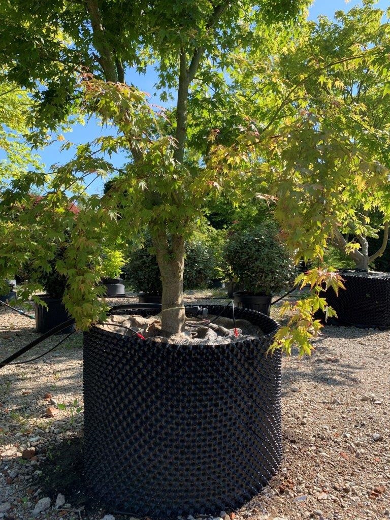 airpots - boom planten in de zomer - kwekerij de Limieten