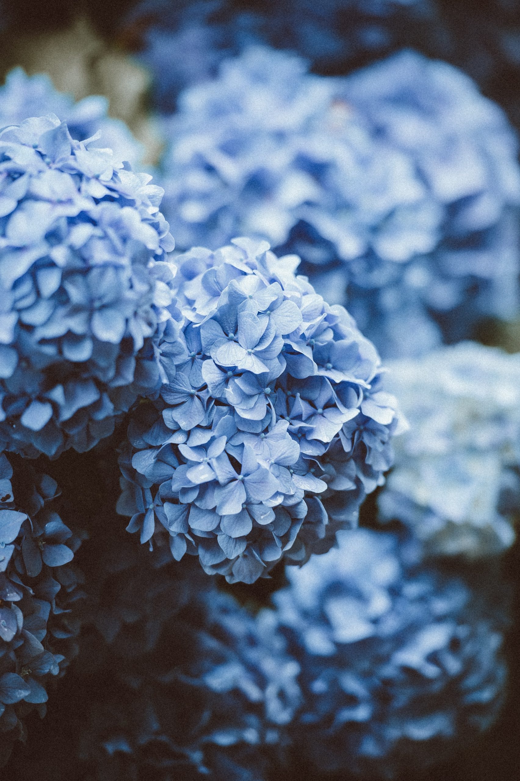 hortensia biologisch blauw