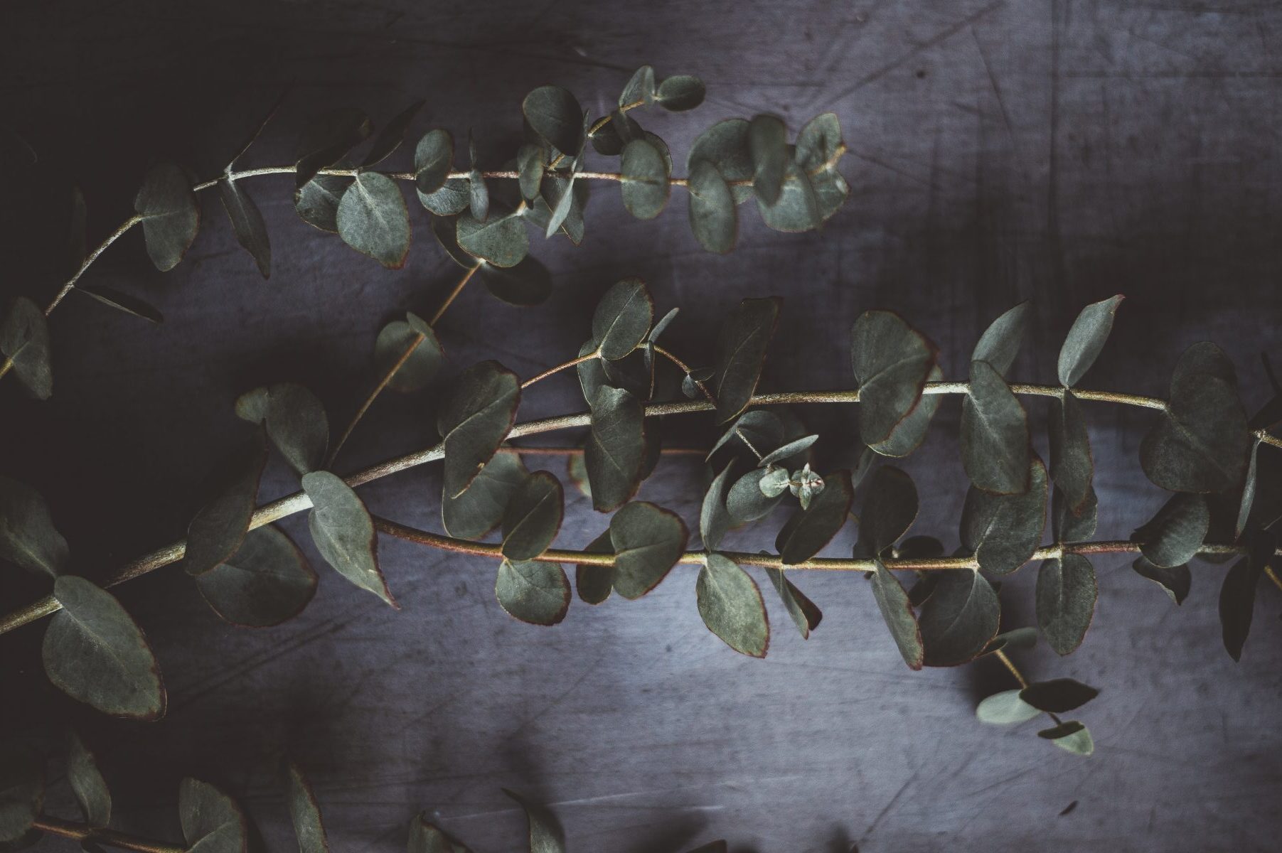 winterharde eucalyptus