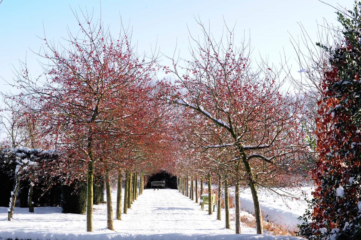 appellaan - sierappelboom - Malus 'Red Sentinel' - sneeuwtuin