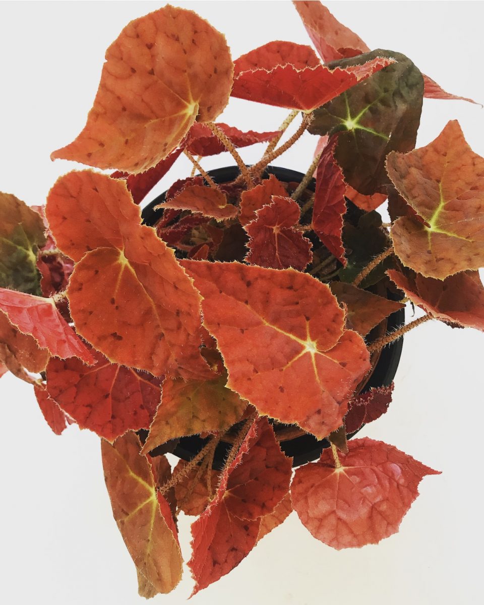 begonia autumn ember