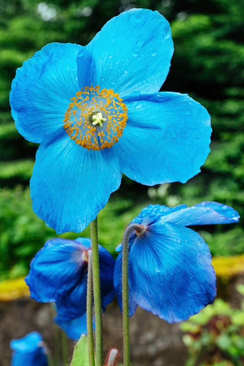 blauwe papaver - Meconopsis grandis