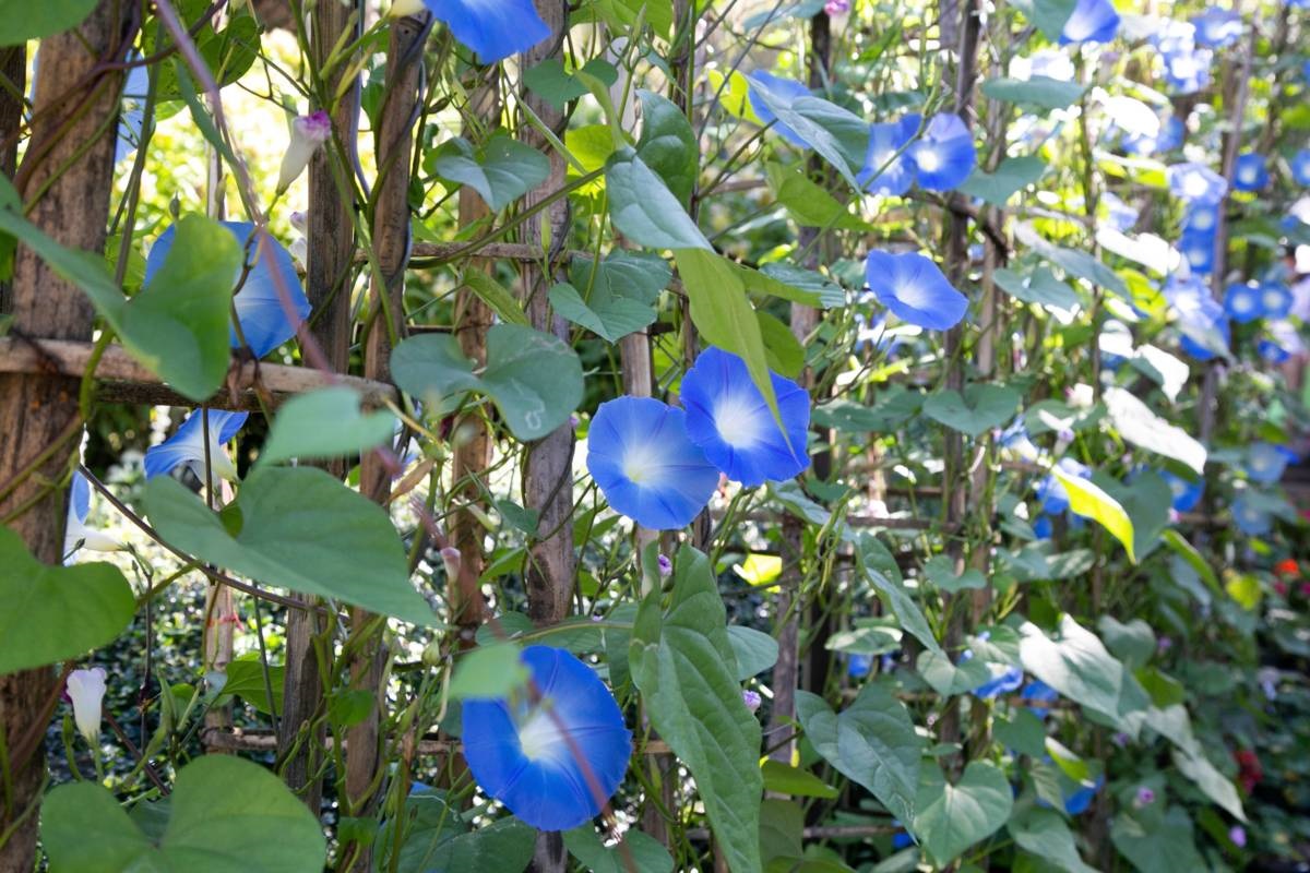 blauwe bloemen - blauwe winde - Ipomoea tricolor 'Heavenly Blue'
