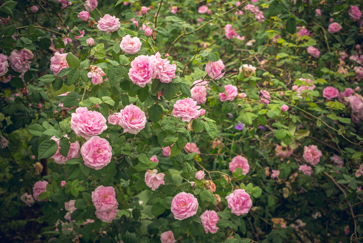 bloeiende rozen - rozen - rozenstruik