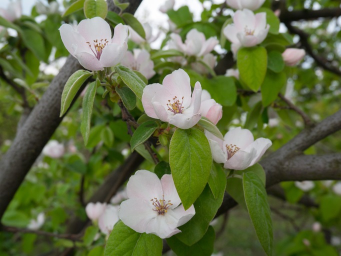 kweepeer - bloesem - fruitboom