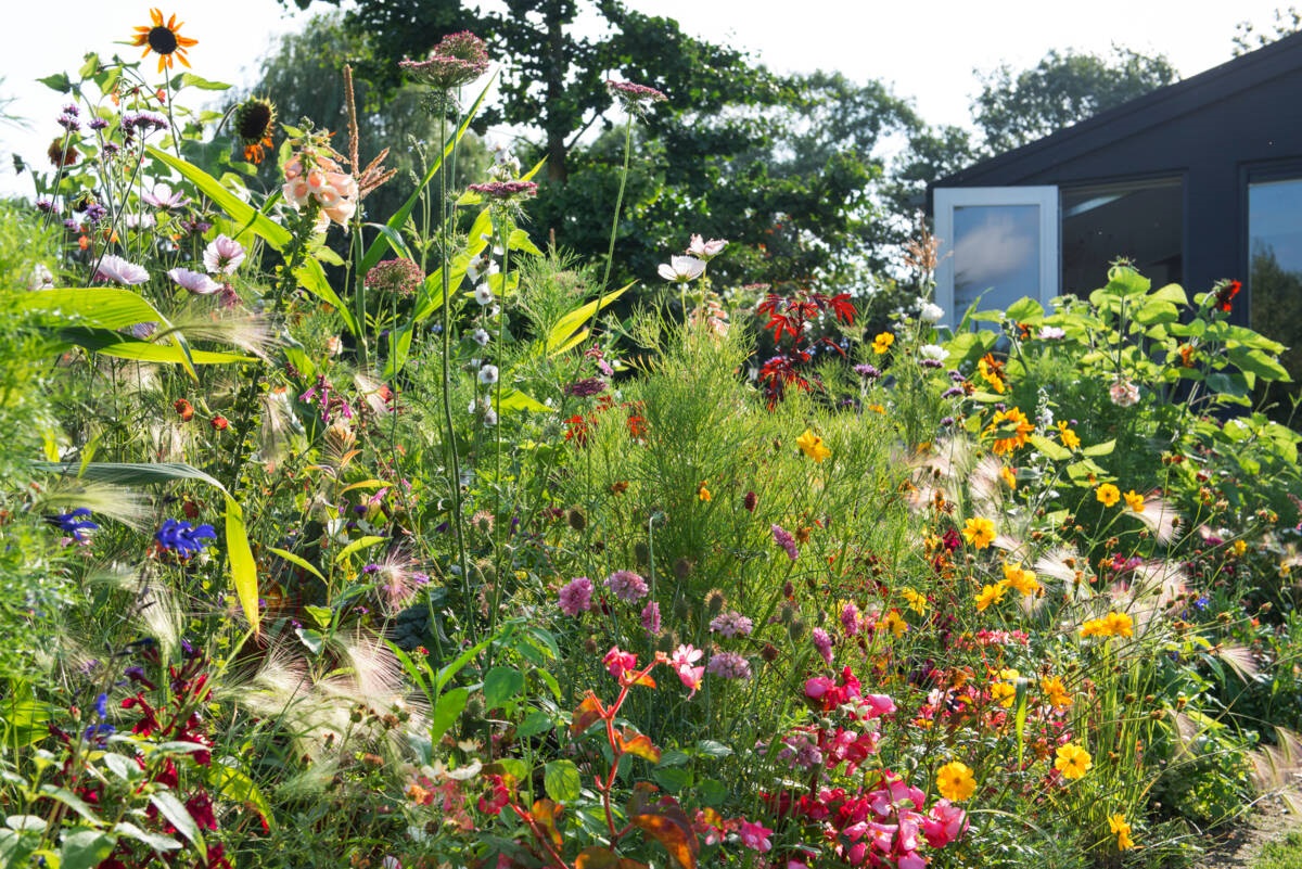 eenjarige bloeiers - border - Joyce Oomen