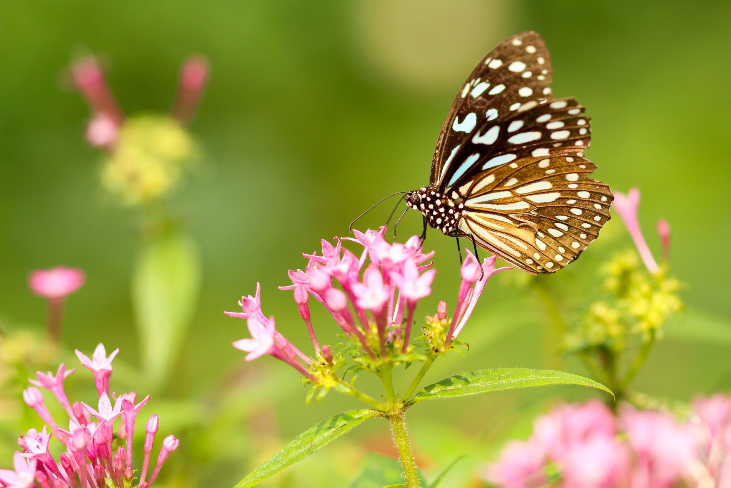 Vlinderplanten voor in je tuin