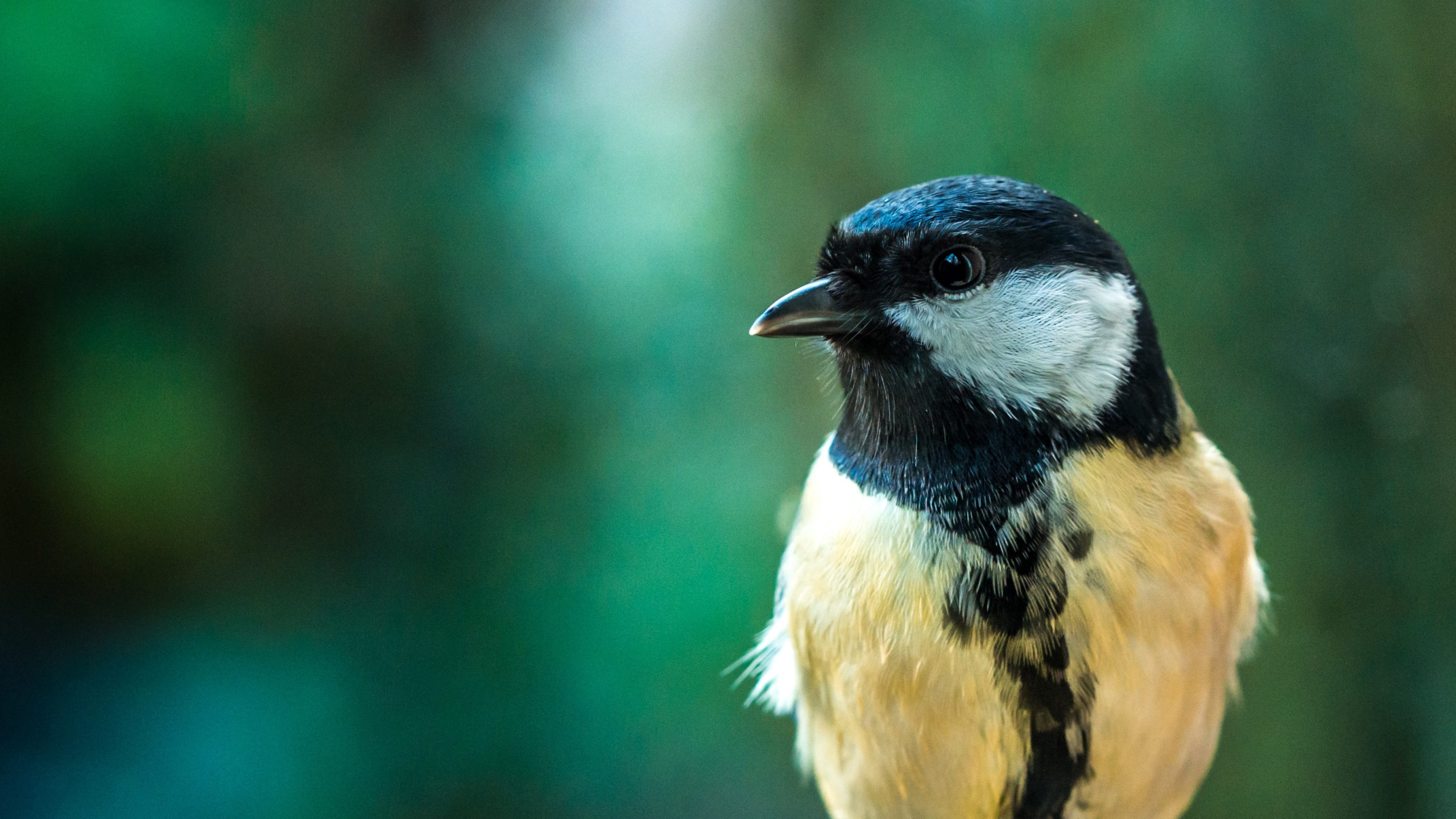 Niet zeker welke vogels jouw tuin tot hun domein hebben gemaakt? Dan is de (gratis) cursus Tuinvogels van Vogelbescherming Nederland hartstikke leuk!