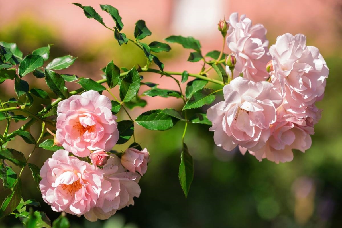 groen shoppen - eerlijke rozen - natuurlijk tuinieren