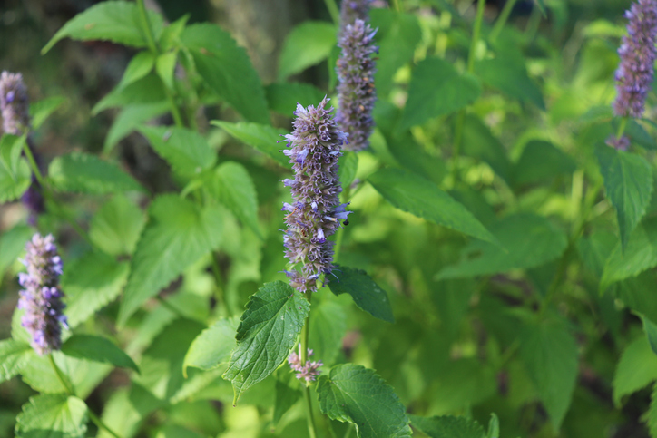 wadi - dropplant - Agastache