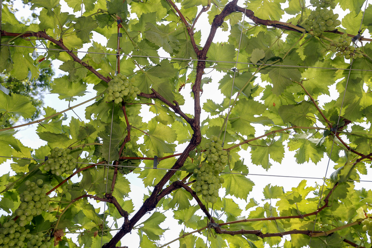 druivenbladeren - trossen witte druiven - foto iStock