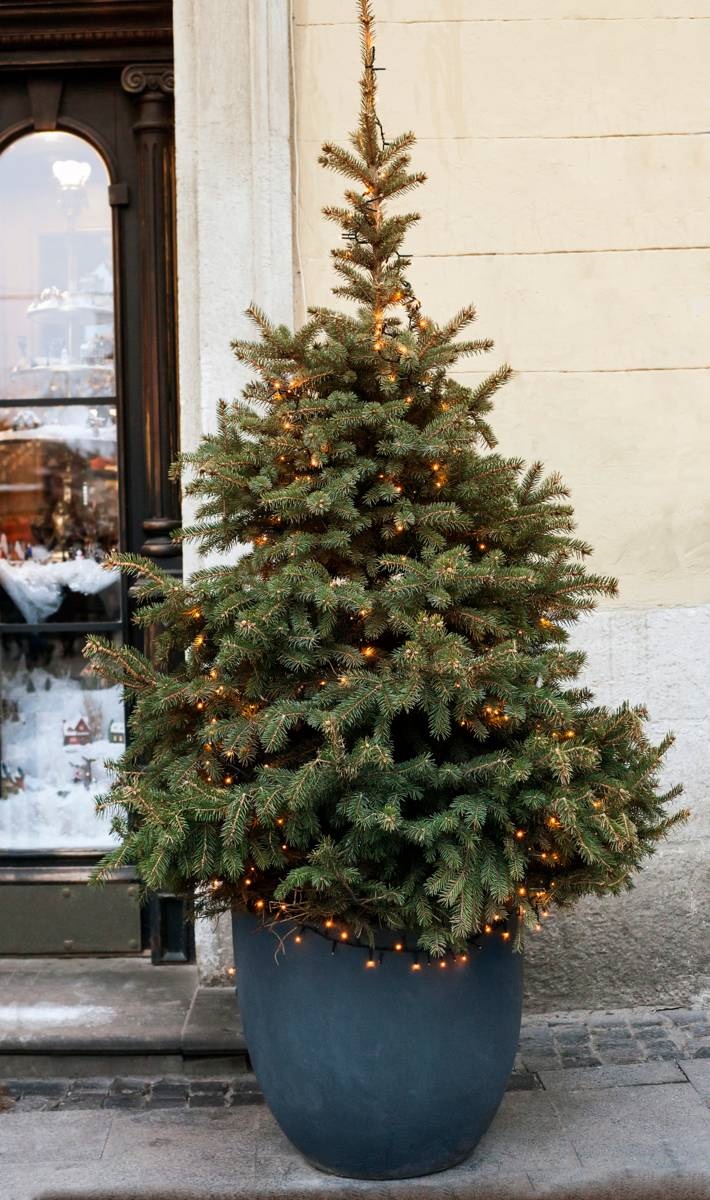 kerstboom jarenlang gezond -in pot - lichtjes
