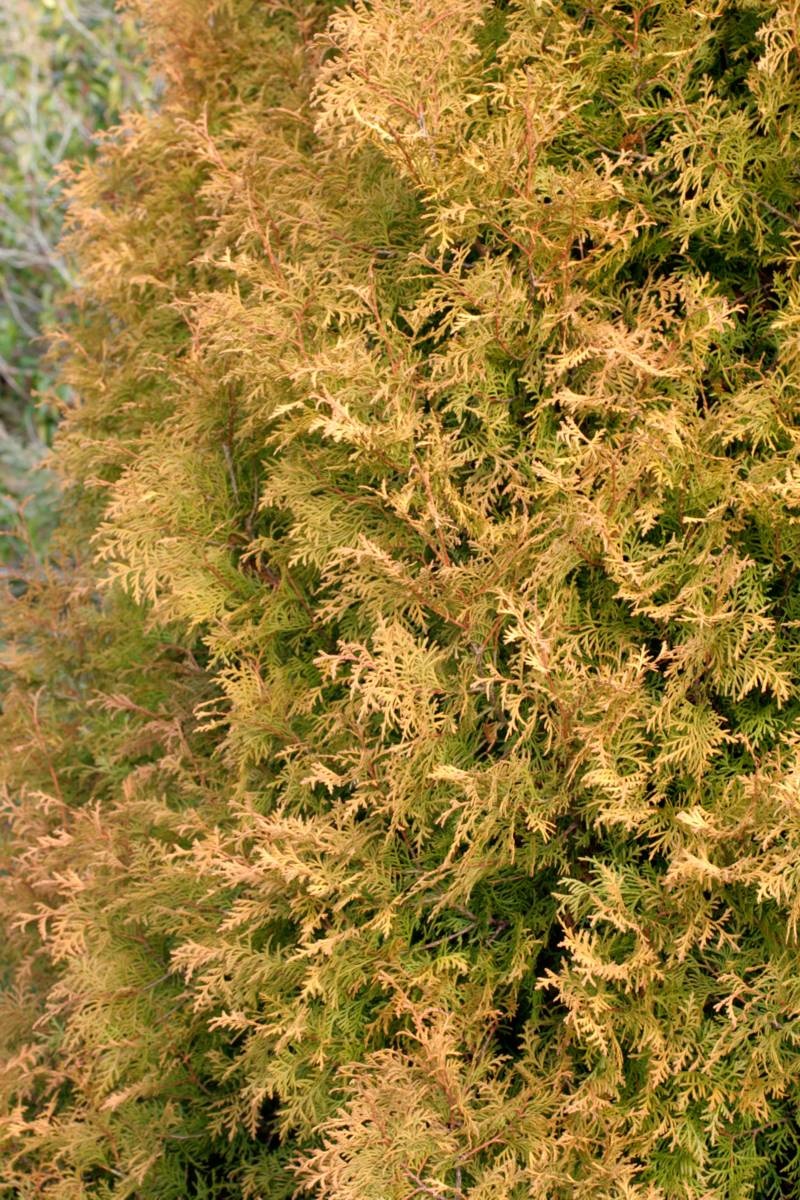 Dwerglevensboom Thuja occidentalis 'Rheingold'