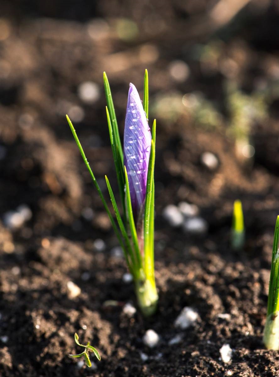 saffraankrokus - Crocus sativus - vers