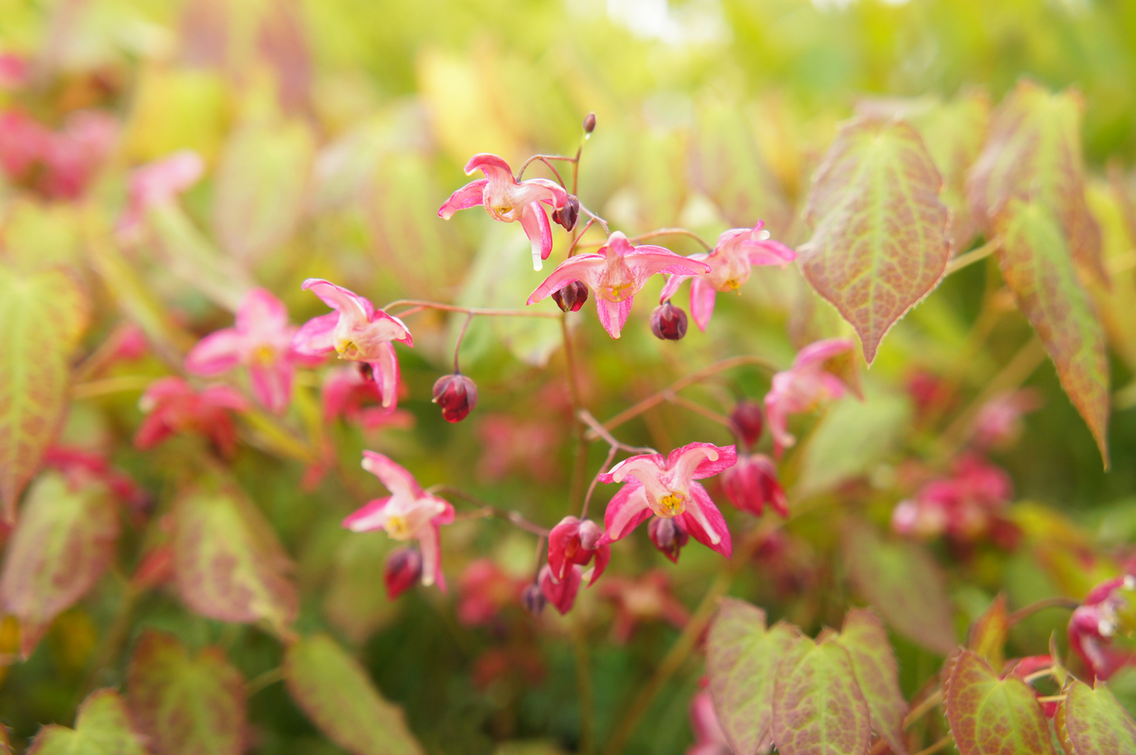 Epimedium