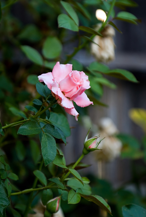 bloeiende roze roos - rozentuin
