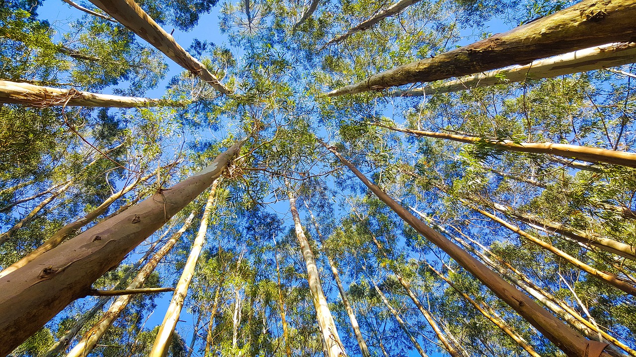 eucalyptusbomen