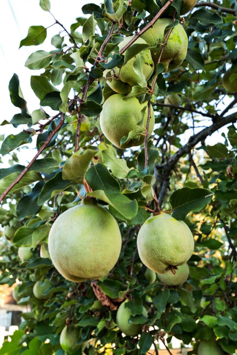 fruitbomen - kweepeer - iStock