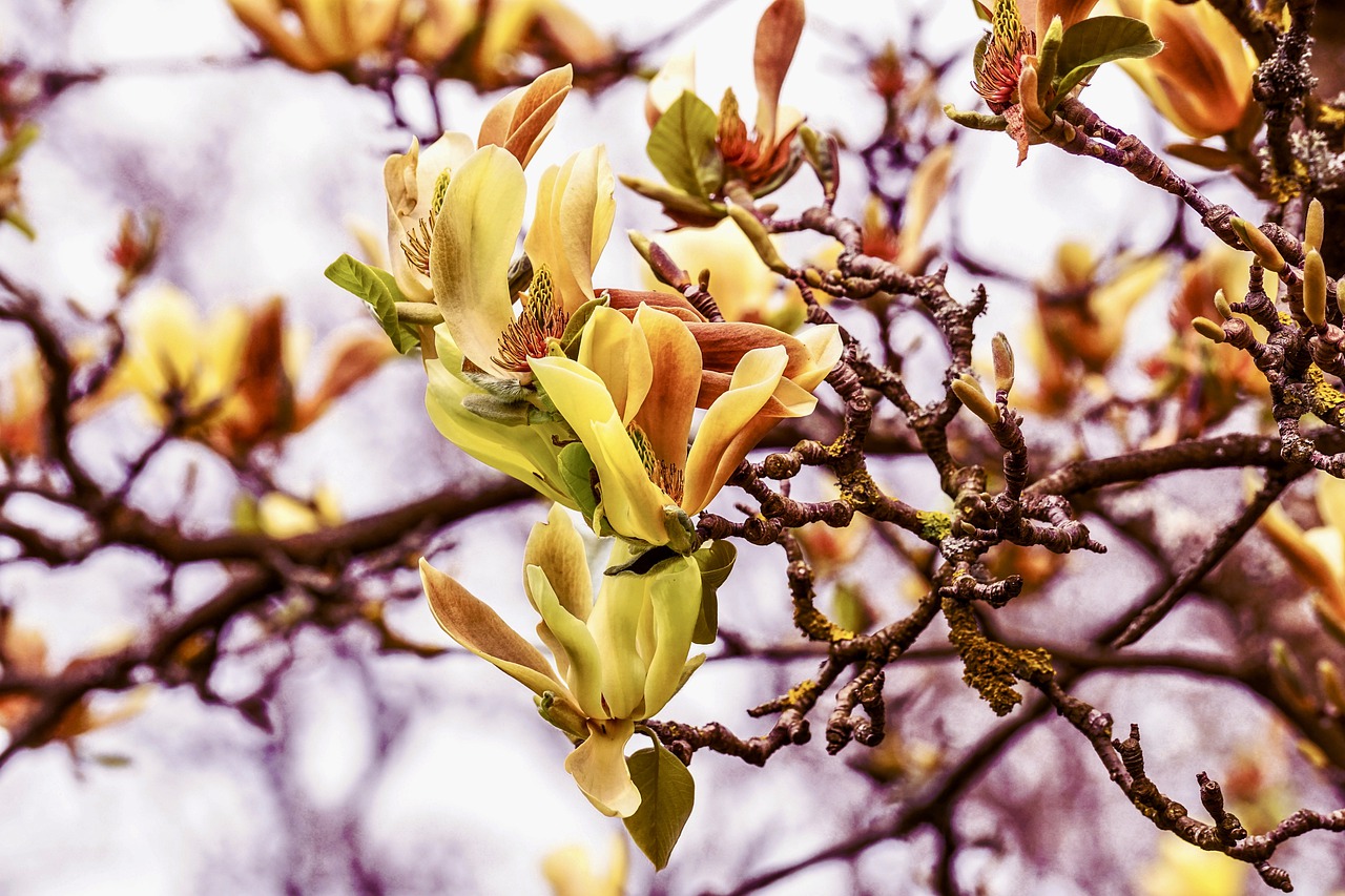 Symptomen ding Aardewerk De magnolia bloeit mooier dan mooi | Groen | Seasons