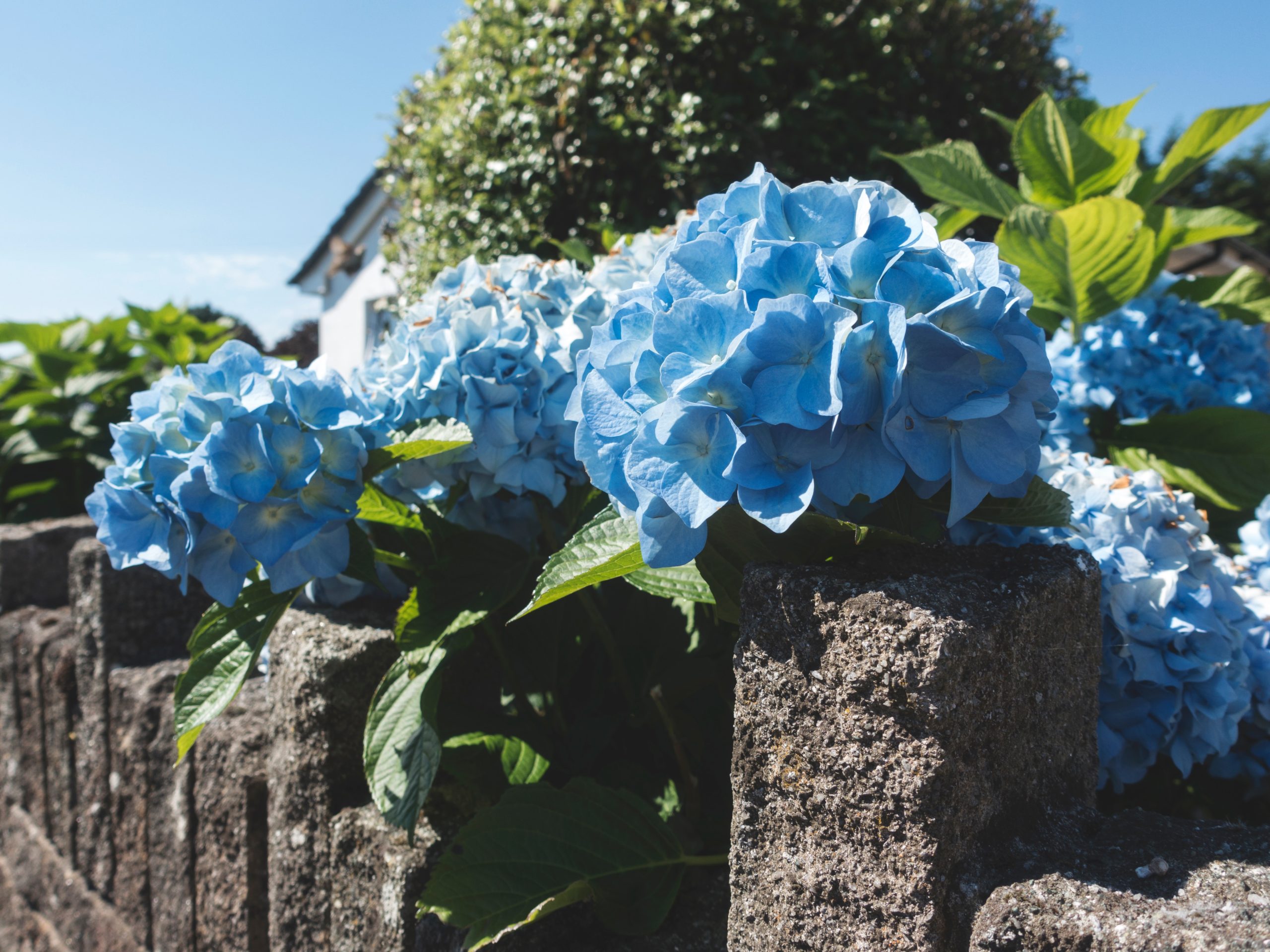 hortensia biologisch blauw