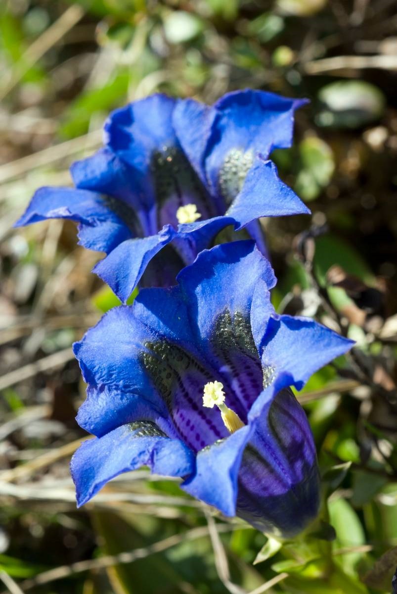 gentiaan - Gentiana x macaulayi ‘Kingfisher’