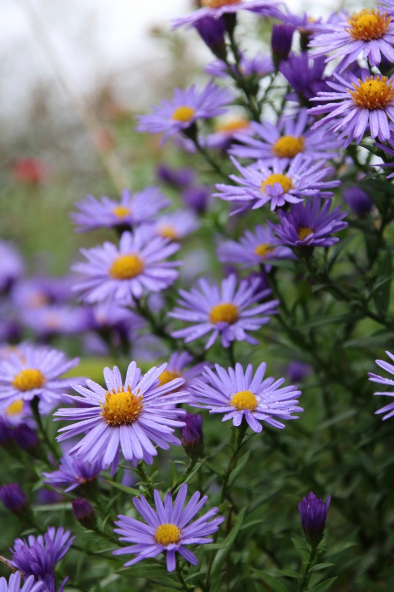 nazomertuin - gladde aster - Aster laevis 'Calliope'