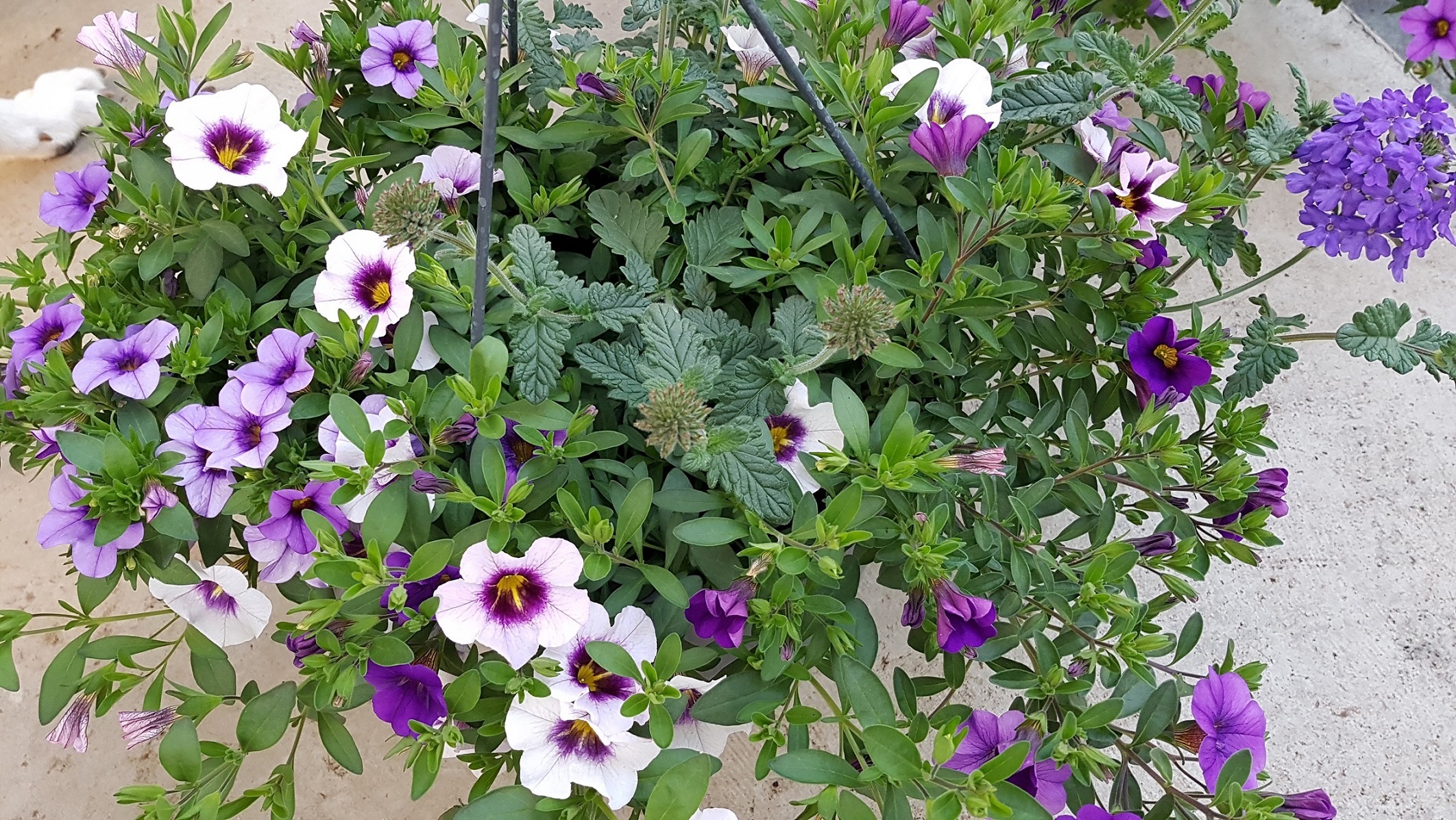 hangmand vol bloemen - blauwe, witte en violette bloemen
