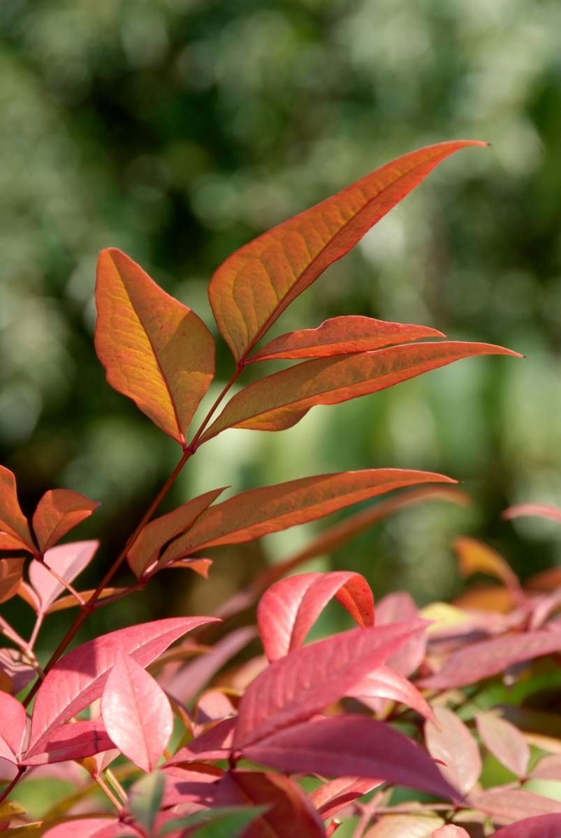 winterkleur - hemelse bamboe Nandina domestica 'Fire Power'