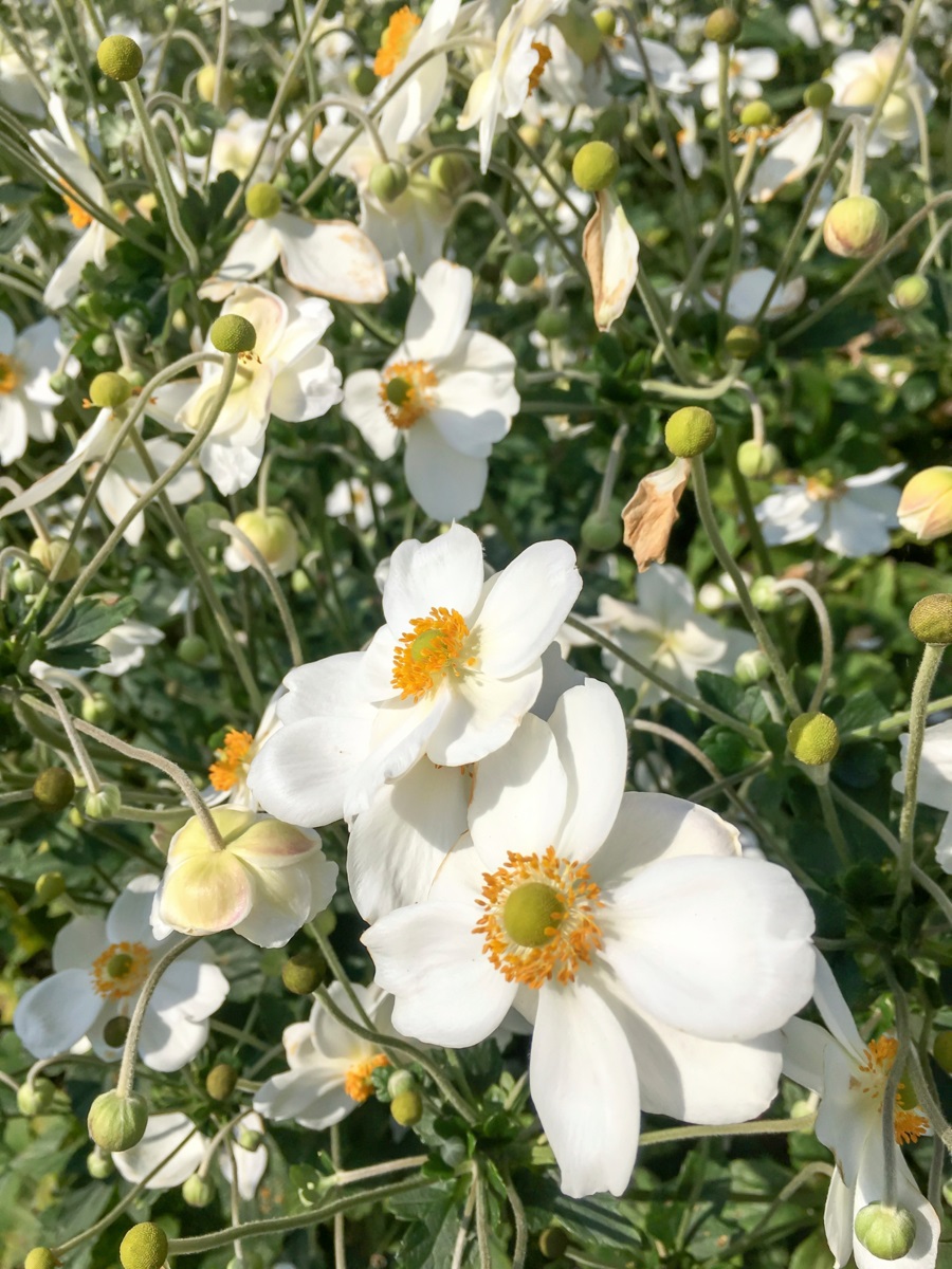 nazomerbloeiers - kleur - herfstanemoon - Anemone 'Honorine Jobert' 