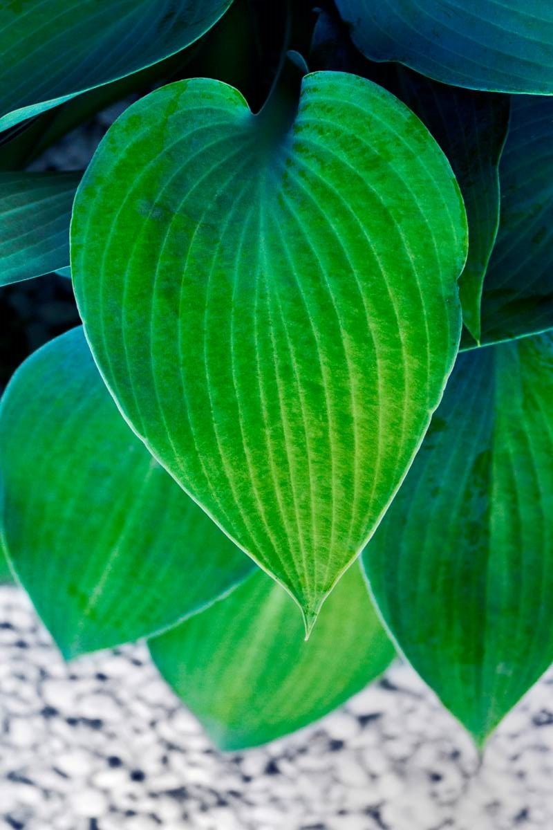 hartvormig blad - hosta - tuinplanten - Valentijnsdag