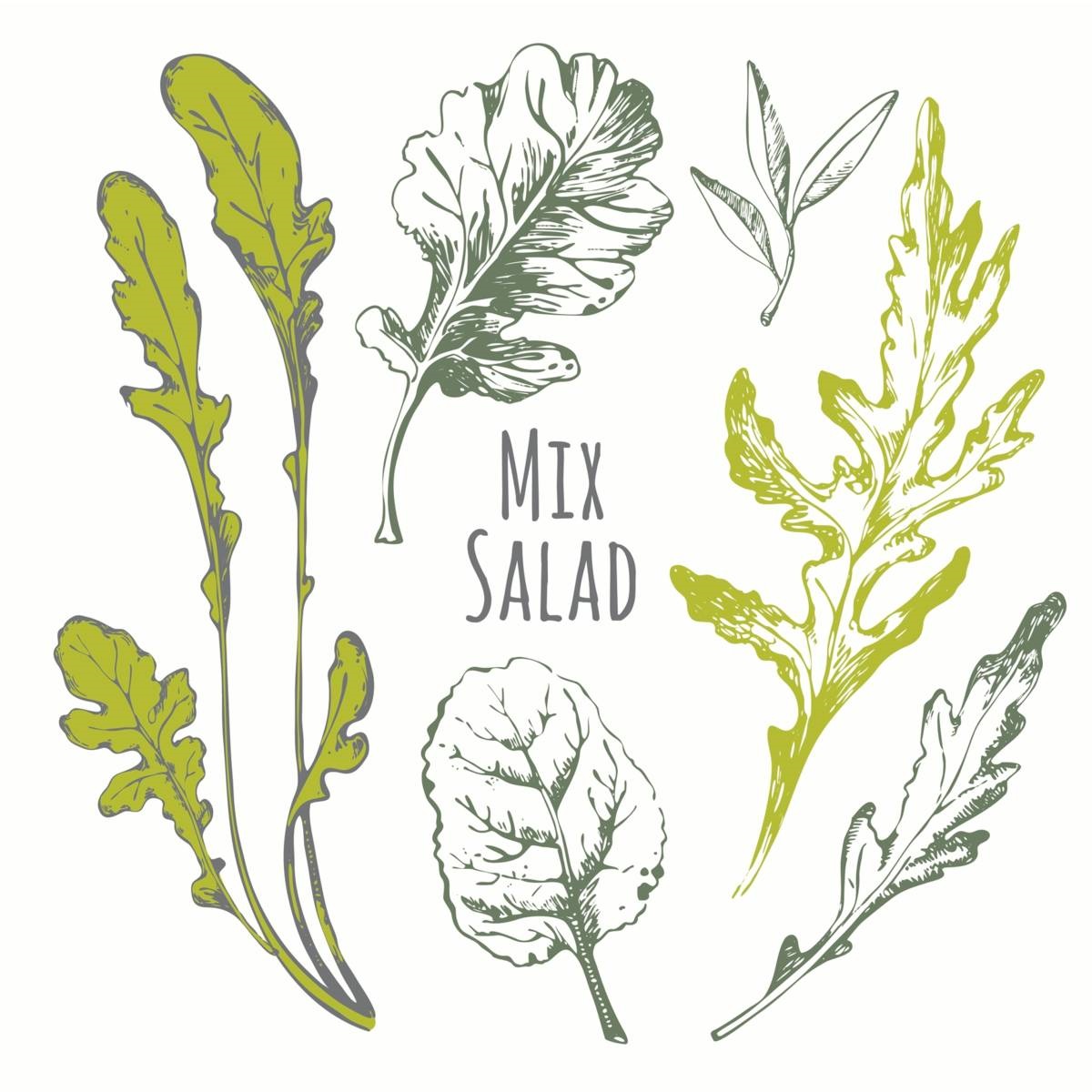 moestuinklusjes - mix salad - illustraties van slablaadjes