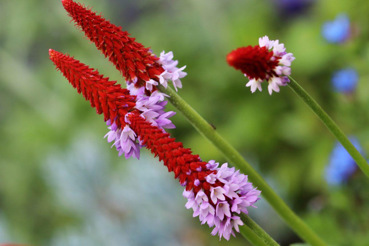 Primula vialii