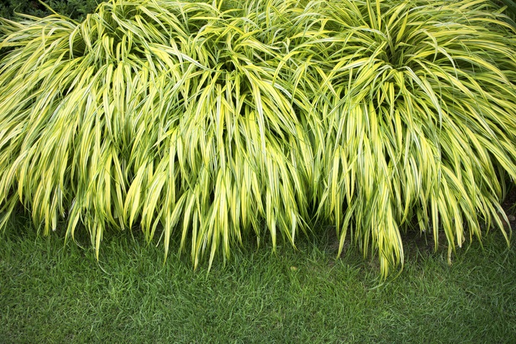 schaduwplanten - Hakonechloa - Japans berggras