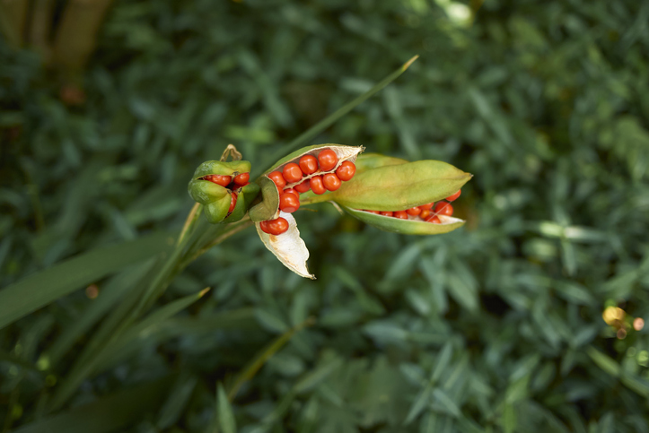 schaduwplanten - Iris foetidissima 'Citrina'