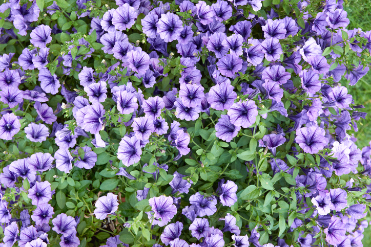 hangmand vol bloemen - hangetunia - Surfinia 'Blue Vein' 