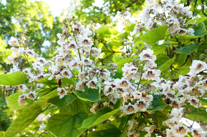 boom planten - witte bloemtrossen - Catalpa
