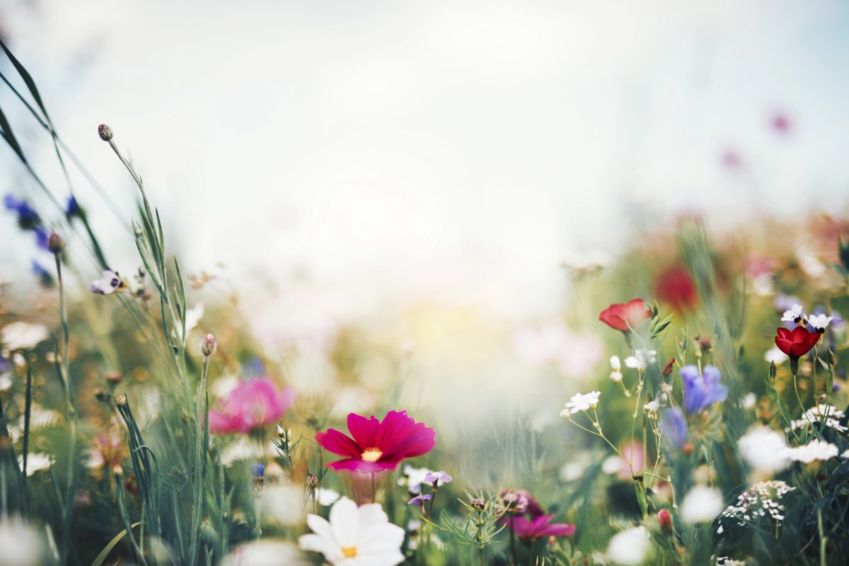 7 eco-vriendelijke tuinadressen