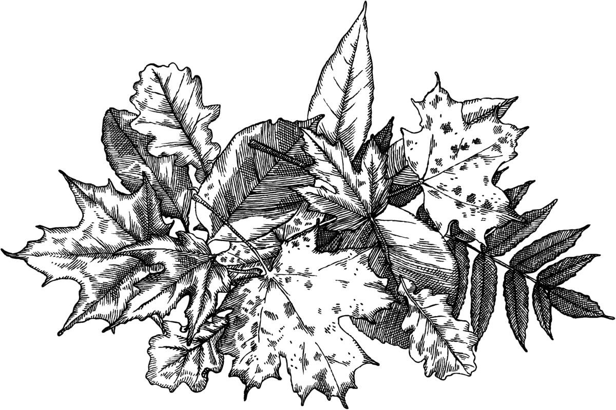 herfstbladeren - zwart-wit - illustratie