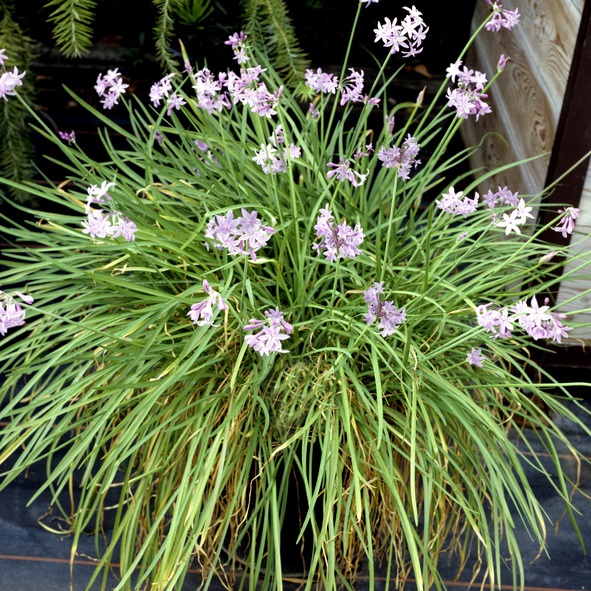 Kaapse knoflook - Tulbaghia