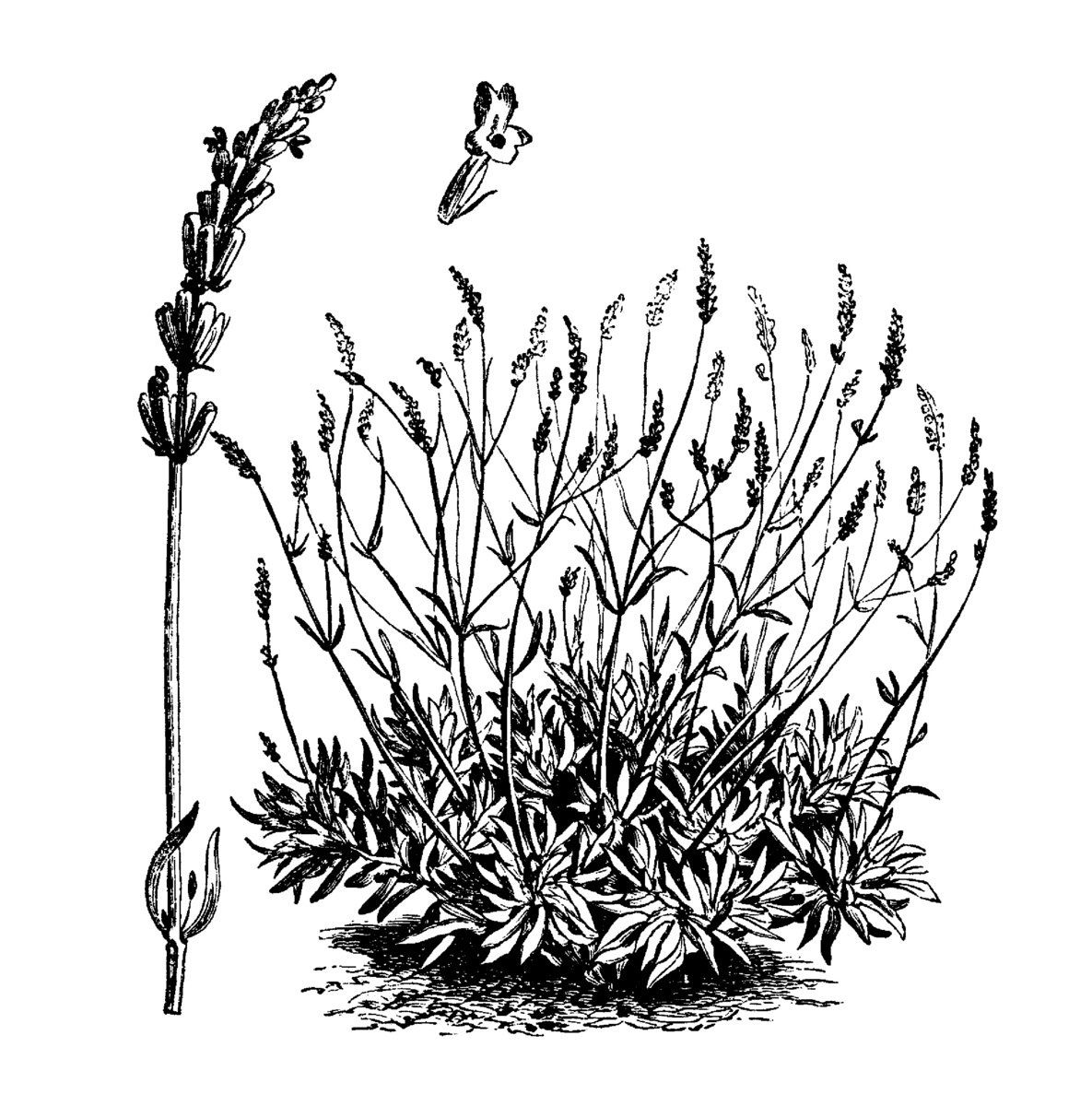 illustratie lavendel - lavendelstruik snoeien