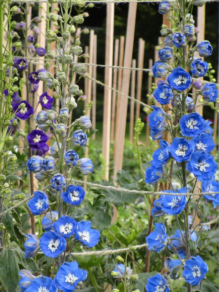 ridderspoor - Delphinium consolida - blauwe bloemen