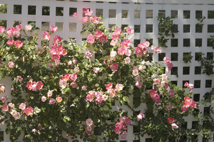 rozen - leirozen - trellis - top 10 tuinklsujes in juni