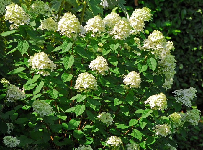 pluimhortensia - Hydrangea paniculata 'Limelight'